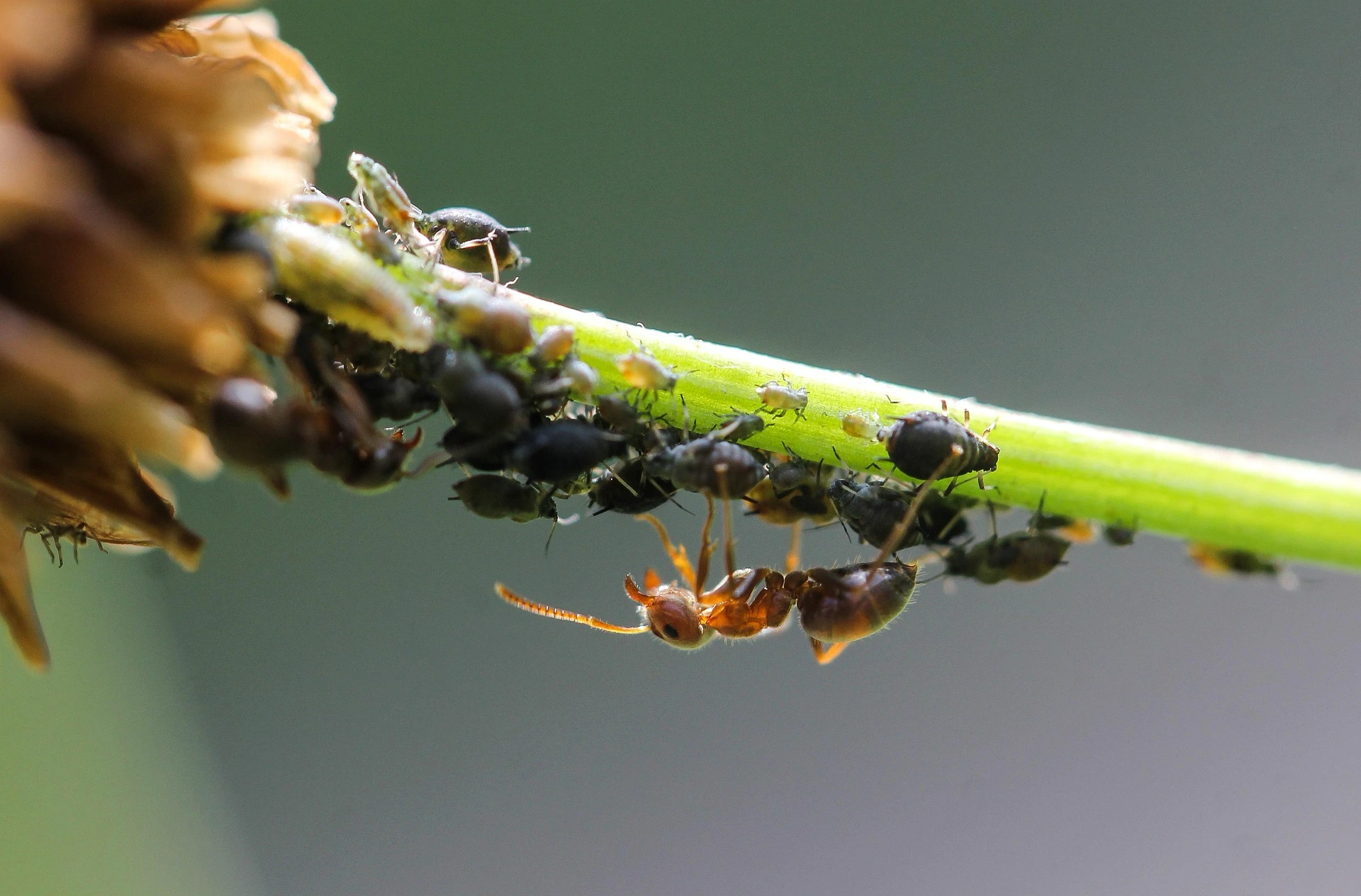 Smarte Schädlingsbekämpfung – Wie intelligente Lösungen deinen Garten schützen